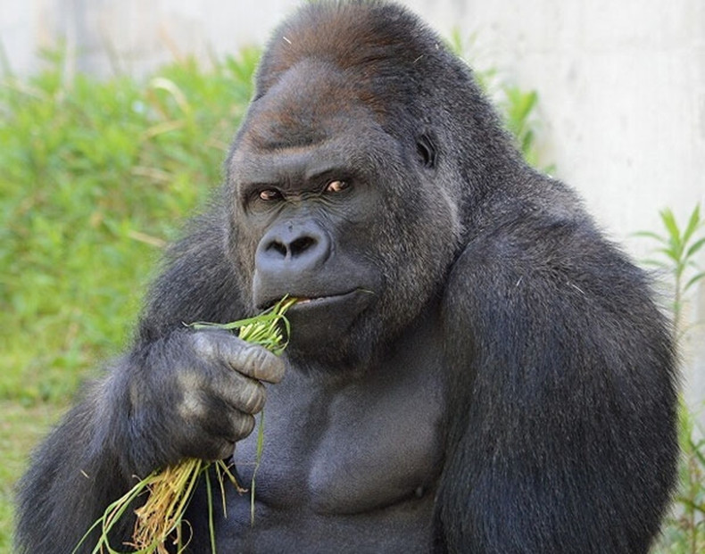 史上最帅黑猩猩 特别有男子气概