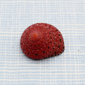 天然草莓钟螺海螺收藏居家装饰摆件情侣朋友创意礼物稀有红色贝壳