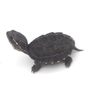 【剃刀龟苗活体迷你图片】剃刀龟苗活体迷你图