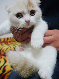 苏格兰折耳猫/乳白双色dd/加白起司猫/粉鼻粉爪/折耳(sold)