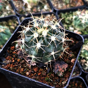 花龙园艺 富贵玉 仙人球 span class=h>系列 /span>  span class=h>