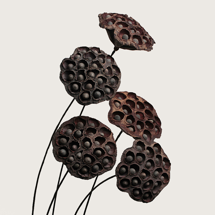 态生活艺术干花天然干莲蓬自然干花原生态装饰花禅意摆设拍摄道具