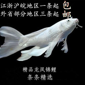 【观赏鱼冷水鱼图片】观赏鱼冷水鱼图片大全