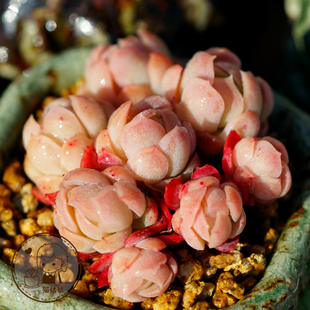 奶油贝瑞 一物一拍 韩国进口多肉植物 猫姑娘多肉