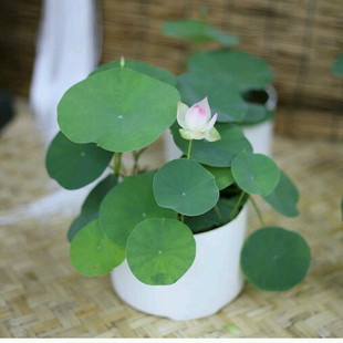 微莲苑姜永慧出品:处子落 微型碗莲荷花盆栽莲花阳台水培植物花
