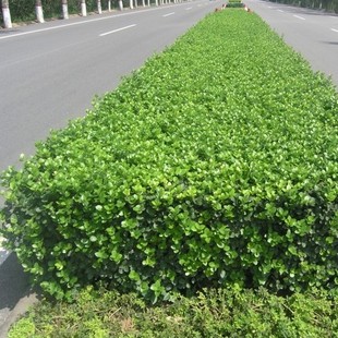 胶东卫矛 冬青苗卫矛苗 四季常青 绿篱色块苗 批发20-30厘米高