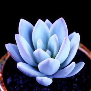 class=h>蓝 /span> span class=h>石莲 /span>多肉植物绿植窗阳台办公