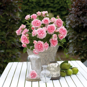 【虹越】 span class=h>迷你 /span> span class=h>玫瑰 /span>100# 