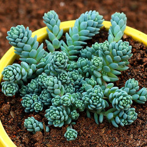 大旋叶姬星美人图片