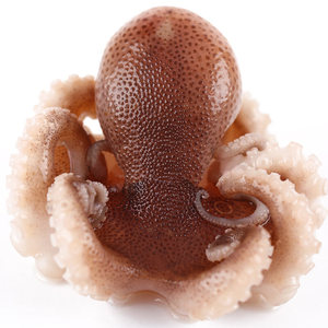 小八带鱼鲜活图片