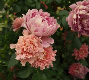 梦幻蛋糕 梦幻褶边 花式蛋糕 梦幻波浪 灌木 span class=h>月季 /span