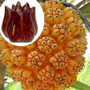 包邮滴血莲花海南野菠萝原籽鲜果整果散籽手串菩提子手链莲花菩提