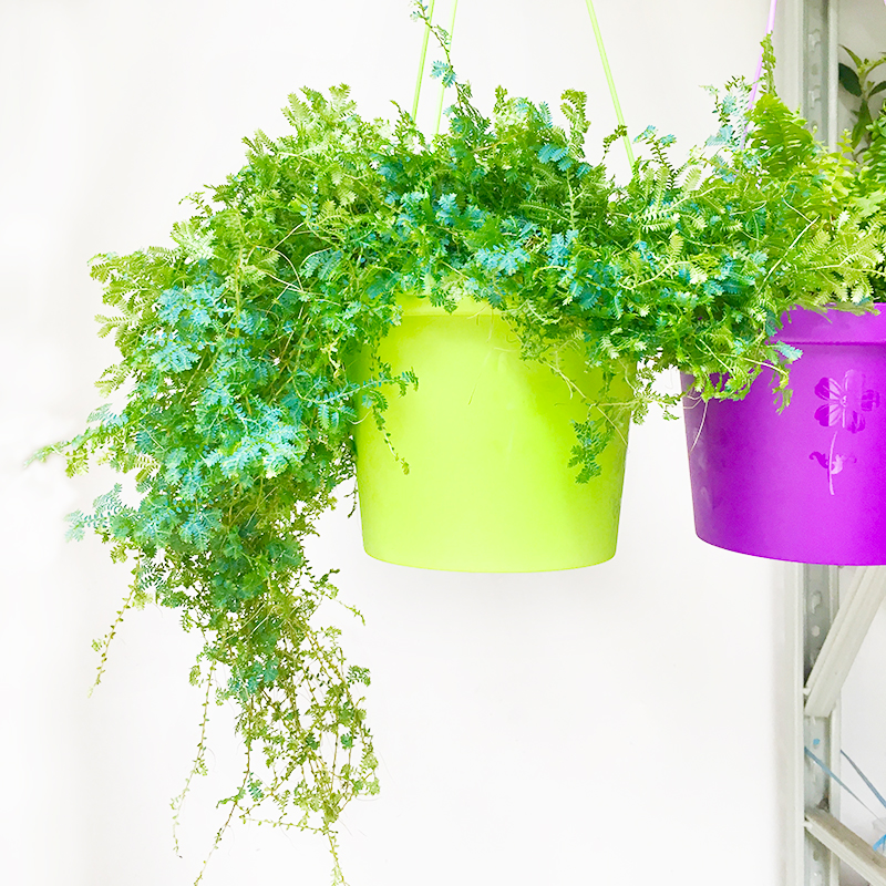 翠云草变色龙盆栽新奇植物室内客厅吊兰去甲醛观叶绿植大盆变色叶