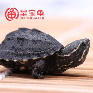 【观赏龟水龟图片】观赏龟水龟图片大全