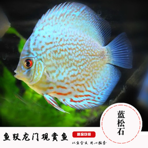 热带观赏鱼活体七彩神仙图片