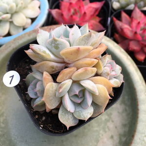  span class=h>多肉 /span> 美国布朗多头群生一物一拍 控养精品 超萌