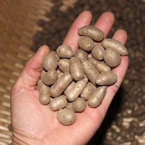 2018新鲜滋补铁棍山药豆5斤 陈集 span class=h>山药蛋 /span>约果子