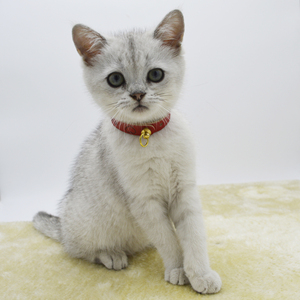 猫咪牛皮项圈带铃铛免费刻字宠物 span class=h>真皮 /span>脖圈 span