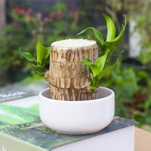 水培植物巴西木图片