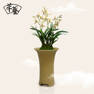 建兰禅月达摩金边矮种兰花苗带花苞四季兰草花卉盆栽观花植物室内