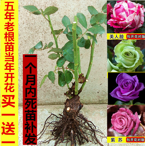 四季開花玫瑰花苗 玫瑰苗 綠植花卉盆栽藤本月季花苗薔薇買一送一