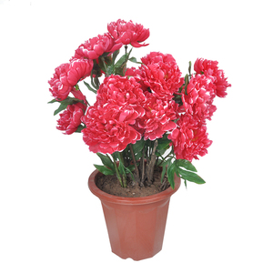 牡丹盆栽花苗图片