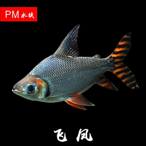 【龙鱼配鱼图片】龙鱼配鱼图片大全