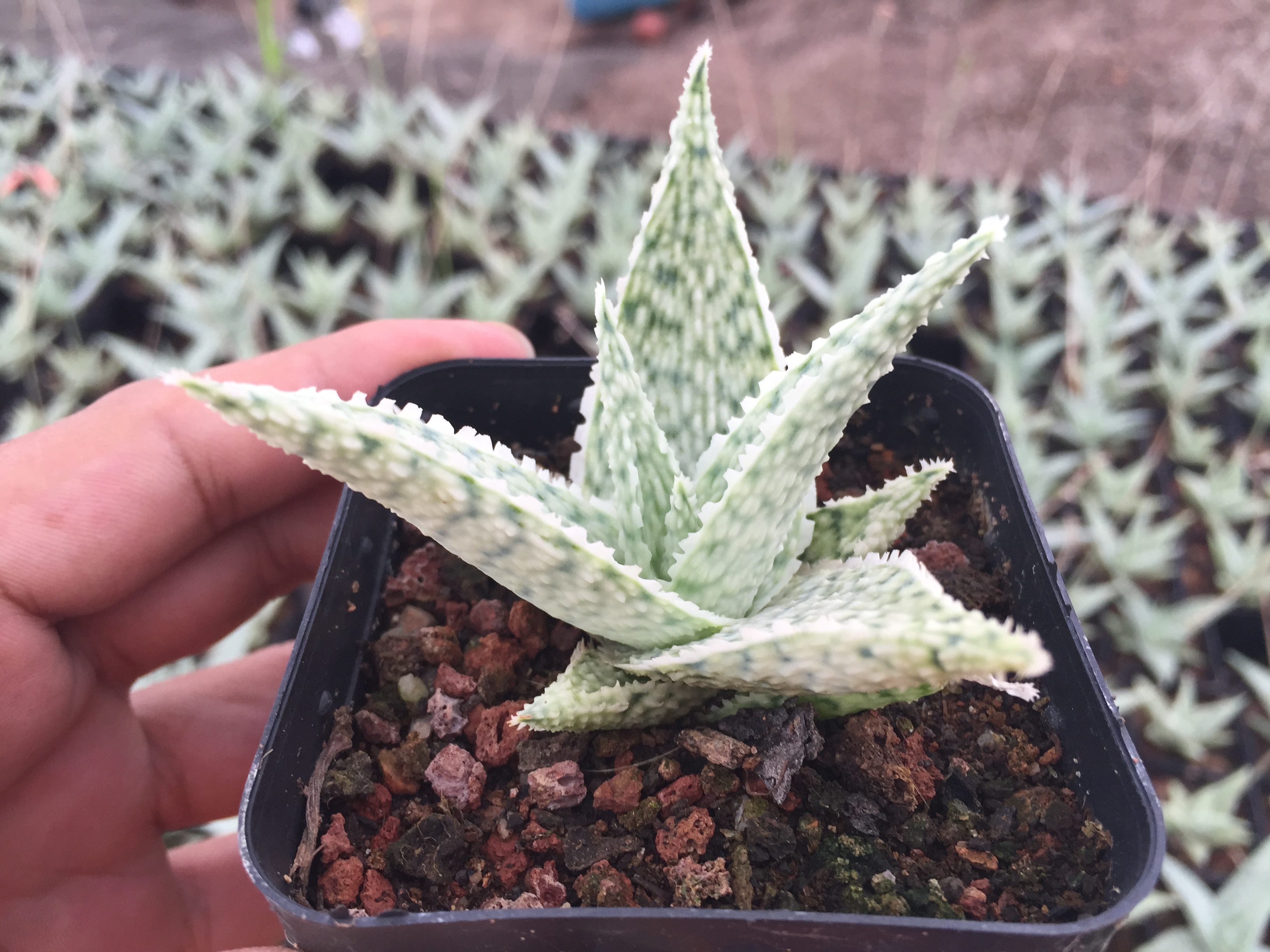 十二卷多肉怎么养