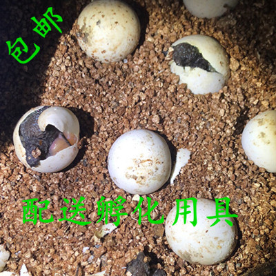 鳄龟蛋可孵化受精蛋杂佛蛋原种佛鳄蛋乌龟蛋活体纯佛蛋草龟巴西蛋