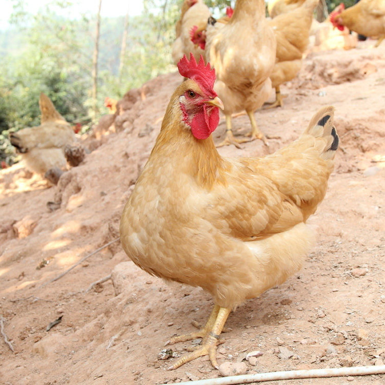 老杜鸭鸭崇明三黄鸡800g 生态散养鸡 冰冻生鲜三黄鸡 营养滋补