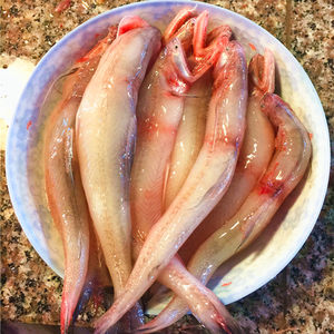 无骨鱼九肚鱼 豆腐鱼新鲜海鲜 鲜嫩如豆腐 宝宝辅食 ￥    万米深海