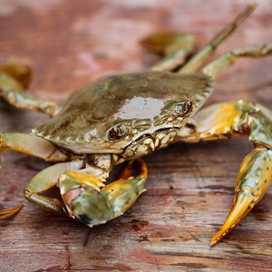 小青蟹鲜活图片