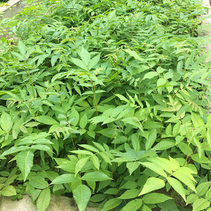 森养道青钱柳树苗金钱柳苗一至三年苗