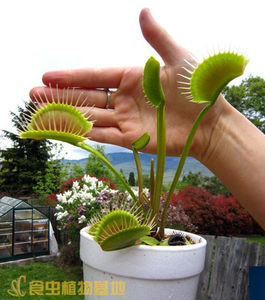 食虫植物-超大捕蝇草-(吃虫子的植物食虫草)(送