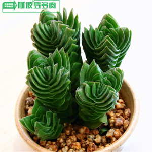 方塔 多肉植物群生多头老桩 稀有贵货肉肉植物办公室绿植盆栽