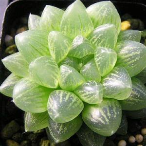 姬玉露,玉露价格