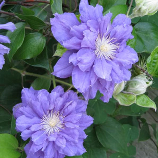 虹越进口铁线莲人气款裸根苗 卡娜瓦 庭院爬藤花卉早花型 预售