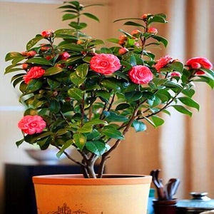【花茶花图片】花茶花图片大全_好便宜网