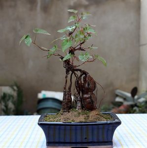 盆栽植物藥用何首烏何首烏盆景何首烏苗烏髮強筋骨補肝腎益精血 