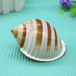 天然海螺 span class=h>贝壳 /span> 褐带鹑螺琴螺卷贝鱼寄居蟹繁殖壳