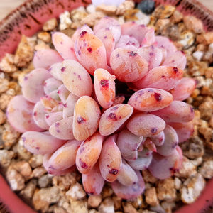 一物一拍圆叶雪爪老桩比安特迎铁粉多肉植物直播韩国直发满包顺丰