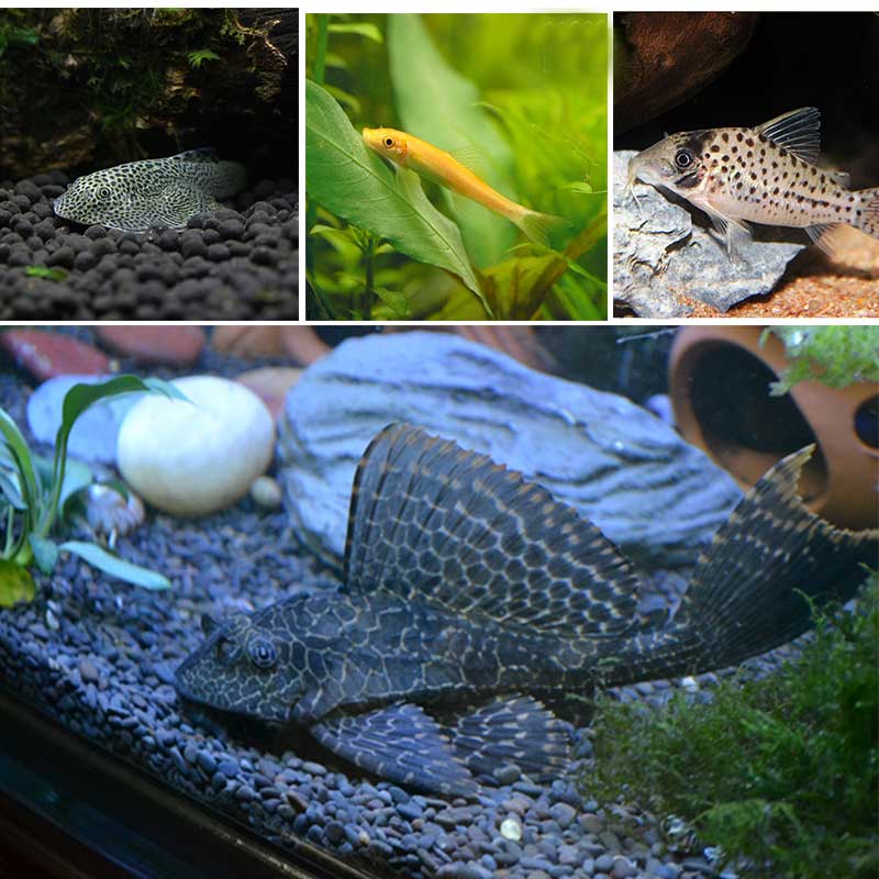 清道夫垃圾鱼活体热带鱼工具鱼清洁观赏鱼好养淡水宠物耐活