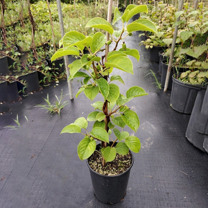 四川紅心軟棗獼猴桃苗嫁接苗盆栽地栽果樹苗南北方種植當年結果