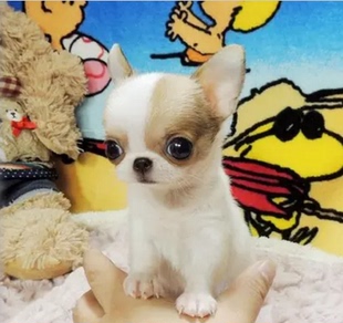 纯种苹果脸吉娃娃犬茶杯犬袖珍体长不大小型犬迷你幼犬活体宠物狗