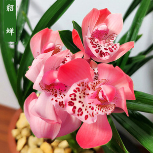貂蝉四季浓香兰花苗带花苞名贵室内盆栽植物好养矮种年宵大花惠兰