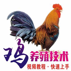 土鸡乌鸡养殖技术大全教程 鸡养殖散养鸡技术