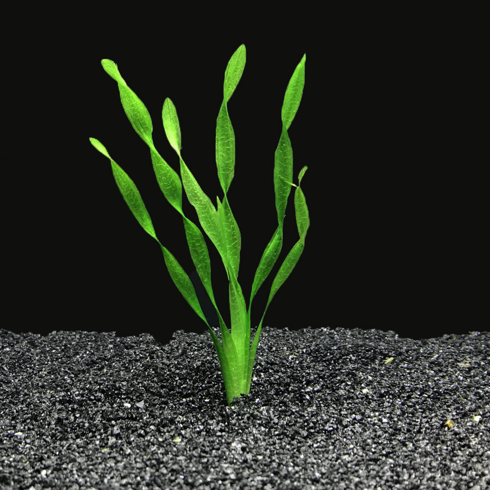 [千草堂水族-水草]扭兰/中株/8-15厘米/水下叶/造景/易养活/5送1