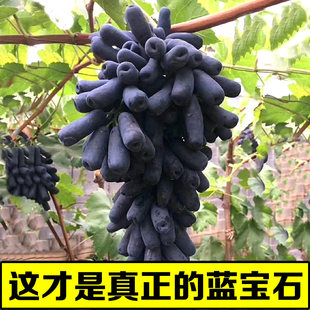 甜蜜藍寶石葡萄苗新品種葡萄樹苗北方南方種植盆栽地栽試種果樹苗