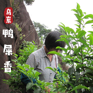 【乌岽鸭屎香】 石壁云雾出好 span class=h>茶 /span> 千米海拔高山 