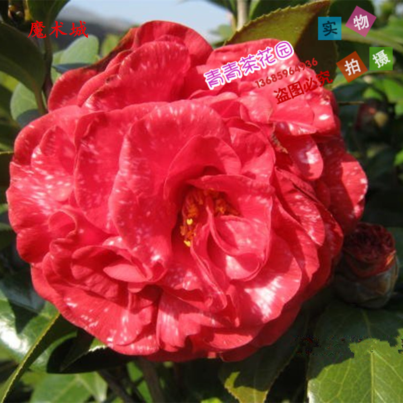 魔术城茶花苗 名贵盆栽山茶花苗 树苗年底可开花 四季常绿包邮